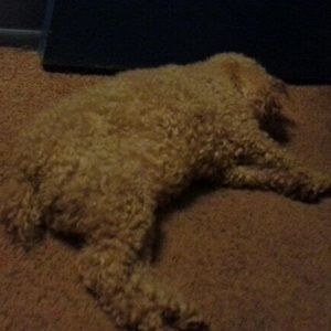 Meet your Posher, Theodore